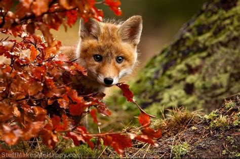 15 Joyful Animals Who Are Enjoying the Magic of Autumn - The Stuff Makes Me Happy