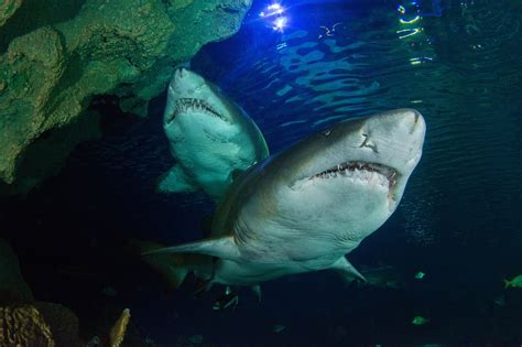 Sand Tiger Shark | Animals | Discover | Blue Planet Aquarium