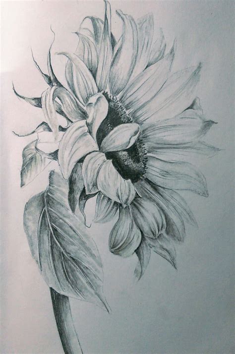 Pencils (With images) | Sunflower drawing, Pencil drawings ... in 2020 | Sunflower drawing ...