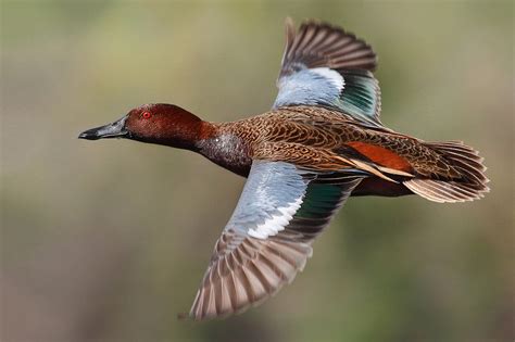 Cinnamon Teal | Duck photography, Waterfowl taxidermy, Waterfowl art