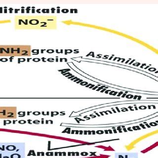 Nitrification Prominent in soil, water and sewage. | Download Scientific Diagram