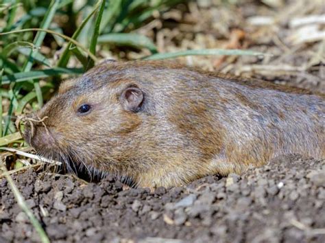 The Surprising Diversity of Gopher Species around the World