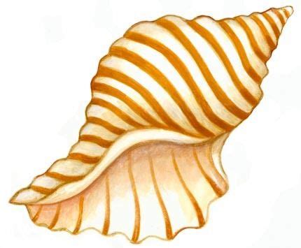 Wedding Shells Cliparts | Free download on ClipArtMag