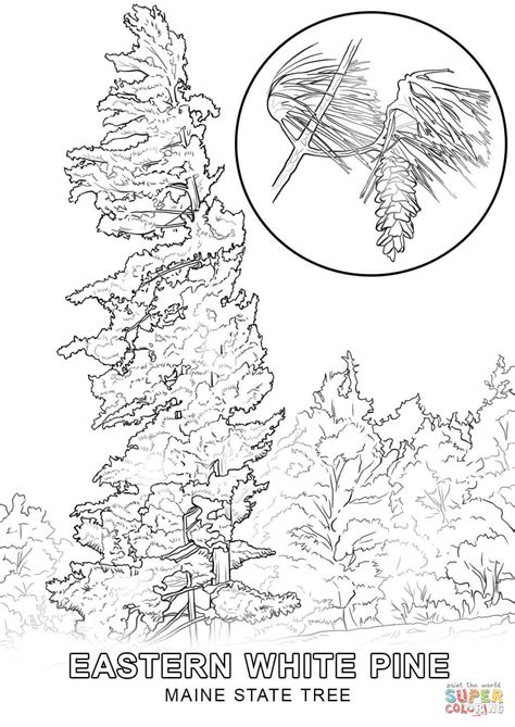 Maine State Tree coloring page | Free Printable Coloring Pages