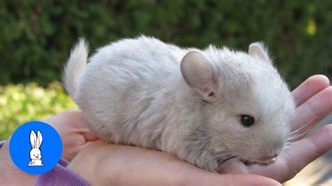 Baby White Chinchilla