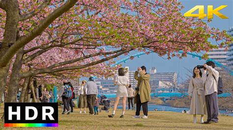 Tokyo Cherry Blossoms 2023 - Static Ambiance 4K HDR - Alo Japan