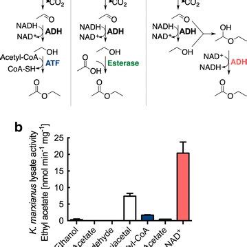 Ethyl acetate biosynthetic pathways and synthesis activities in K ...