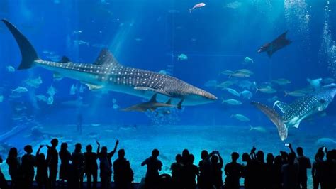 Sea Aquarium Singapore Full Tour - Sea Aquarium Sentosa - YouTube