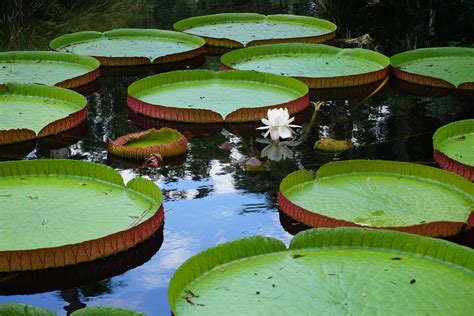 ITAP of some giant water lilies- Victoria amazonica : r/gardening