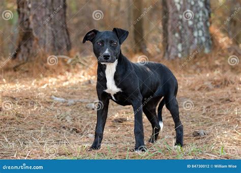 Labrador Pitbull Mixed Breed Puppy Stock Photo - Image of animal, cattledog: 84730012