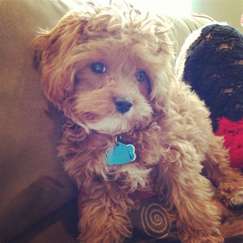 Somebody needs a haircut! Cavapoos have the best hair! | Cuddly animals ...