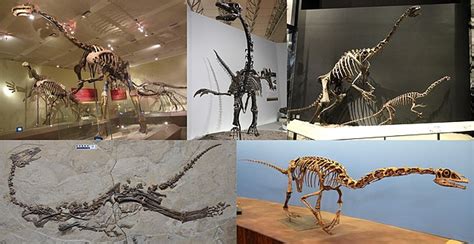 Where Were Oviraptor Fossils Found?