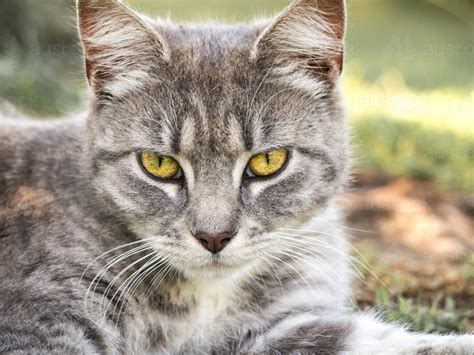 Image of Beautiful green eyed tabby cat looking straight at viewer - Austockphoto