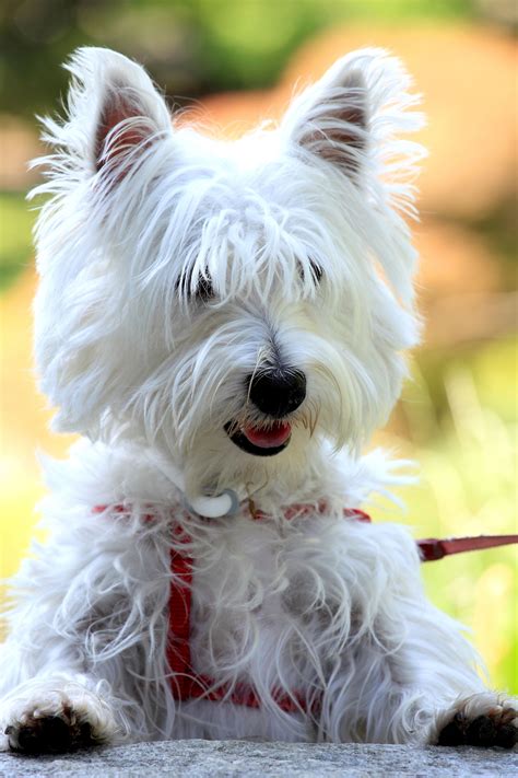 14 Small White Dog Breeds Fluffy Little White Dogs | White dog breeds ...