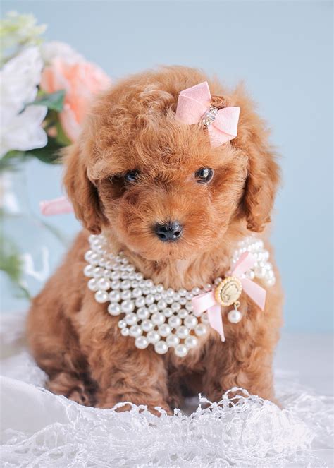 Cutest Red Poodle Puppies Available South Florida | Teacups, Puppies & Boutique