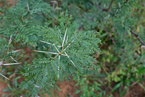 Acacia Tree With Long White Thorns Free Stock Photo - Public Domain Pictures