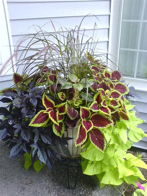 Container gardening flowers, Container gardening vegetables, Container plants