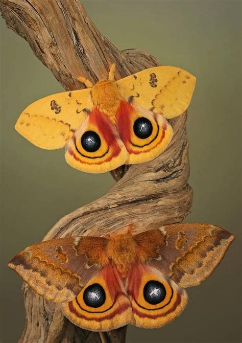 Io moth male(up) and female(down) | Io moth, Colorful moths, Butterfly