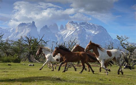 Gauchos, Patagonia, Chile | Wildlife of Torres del Paine National park, Patagonia, Chile. | Mike ...