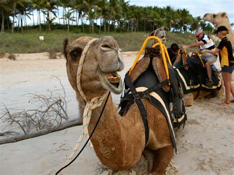 Broome sunset camel ride | Australian Traveller