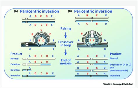 Paracentric Inversion