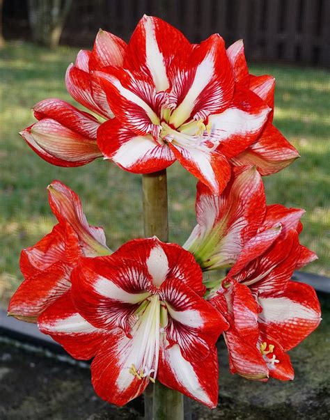 Amaryllis: Plant Care and Collection of Varieties - Garden.org