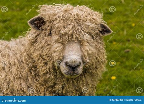 A Wooly Sheep Portrait beside the River Trent at Fledborough ...