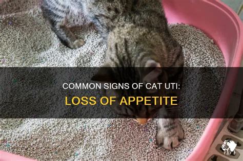 Common Signs Of Cat Uti: Loss Of Appetite | PetShun