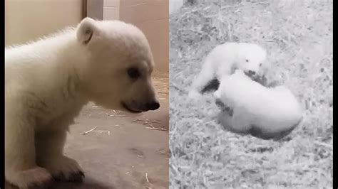 WATCH: Columbus Zoo releases new video of polar bear cubs | 10tv.com