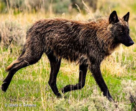 Yellowstone Wolf: Tracking the Packs