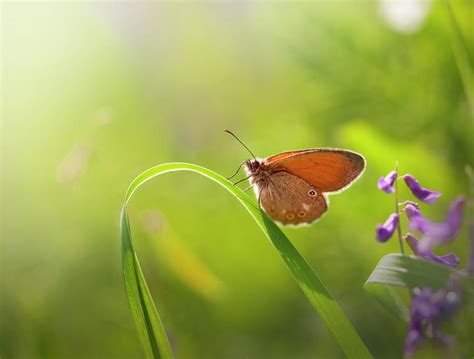 Butterfly On Grass by Zeljkosantrac