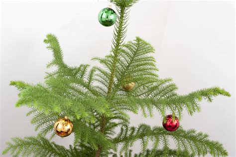 Free Stock Photo 8655 Decorated natural pine Christmas tree ...