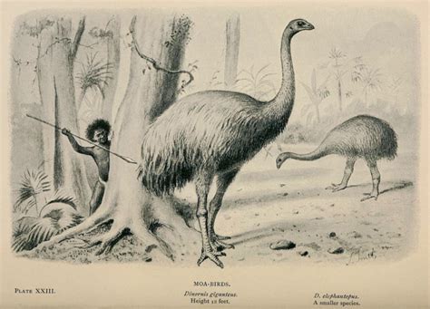 Rare & Extinct Creatures - Moa & Elephant Bird