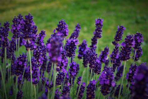 Lavender Similar Plants - Lavender Plant