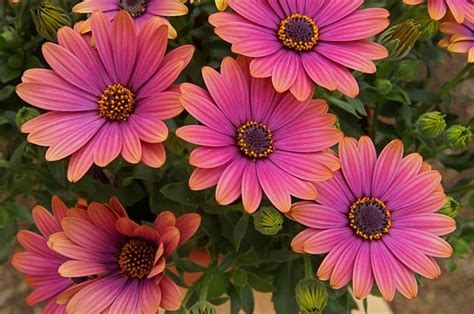 African Daisy – How to Grow Osteospermum Plants | Garden Design