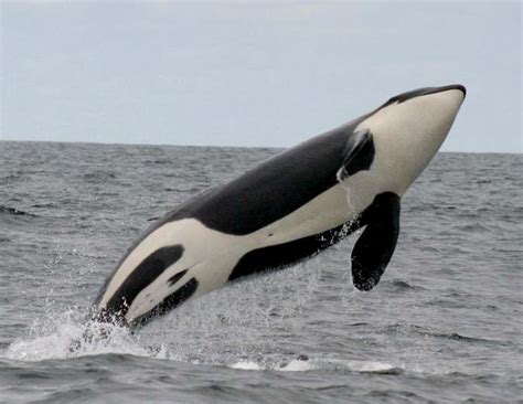 Killer Whale Orca Pictures And Facts | All Wildlife Photographs