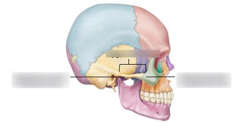 Zygomatic Arch Diagram | Quizlet