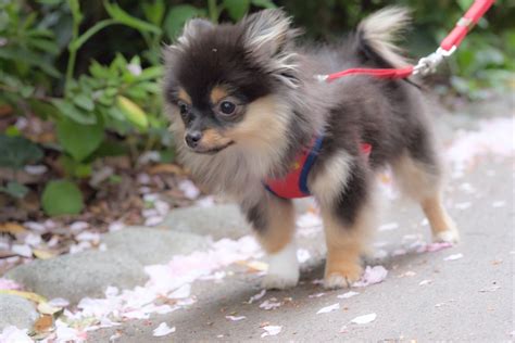 Pomchi Mixed Dog Breed Pictures, Characteristics, & Facts in 2020 | Dog breeds pictures, Dog ...