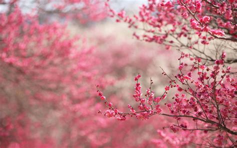 Cherry Blossom Backgrounds - Wallpaper Cave