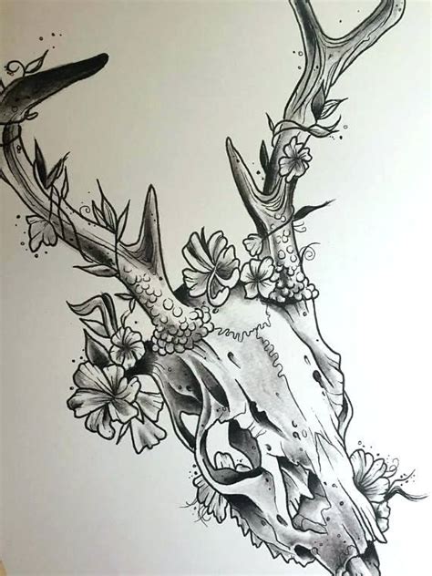 Buck Skull Drawing at PaintingValley.com | Explore collection of Buck Skull Drawing