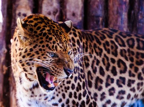 Portrait of a Beautiful Leopard. Big Cat Stock Photo - Image of attentive, portrait: 149690246