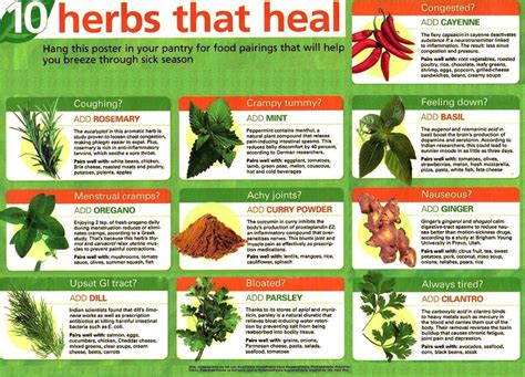 Medicinal Plants Chart - Medicinal Plant