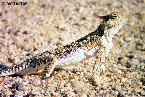 Desert horned lizard - Alchetron, The Free Social Encyclopedia