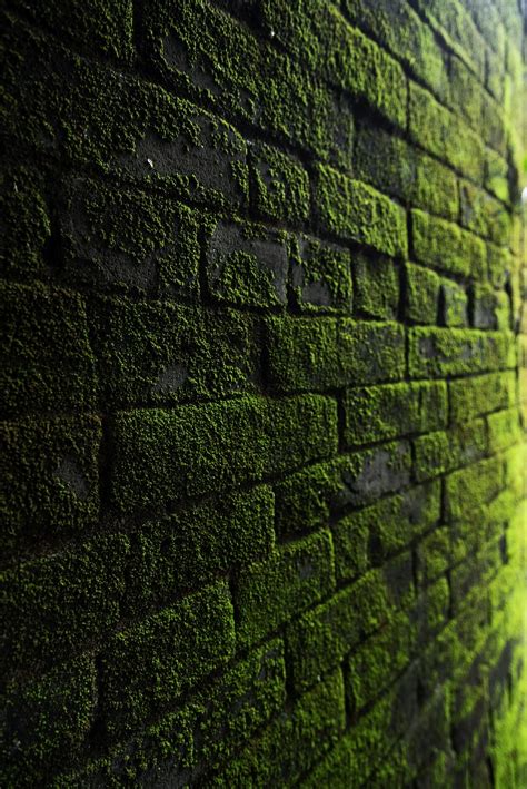 Wall Moss Texture - Free photo on Pixabay