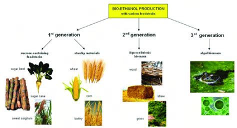 Production of bioethanol from various feedstocks. | Download Scientific ...