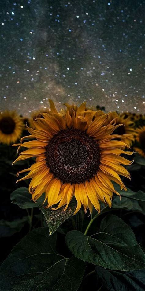 Sunflower Starry Sky Phone Wallpaper • Lock Screen | Sunflower wallpaper, Sunflower iphone ...