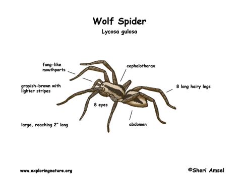 Spider (Wolf)