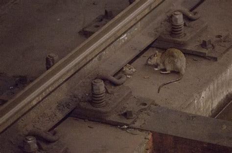 The Impact of Rats in New York City’s Subway System – Nature Blog Network