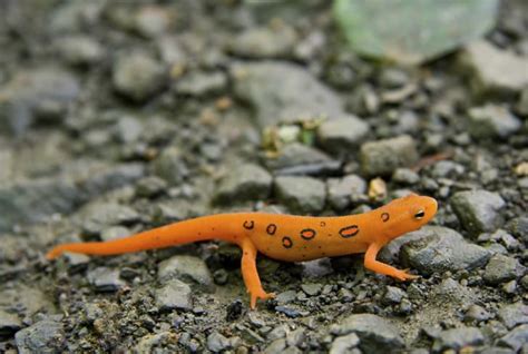 10 Neat Facts About Newts | Mental Floss