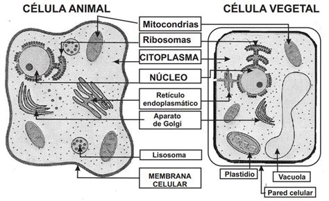 Esquema comparativo de las células vegetal y animal. Para imprimir y colorear | Celula animal ...